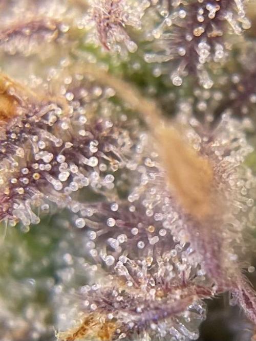 FBuds x Biobizz 2.0. Week 10