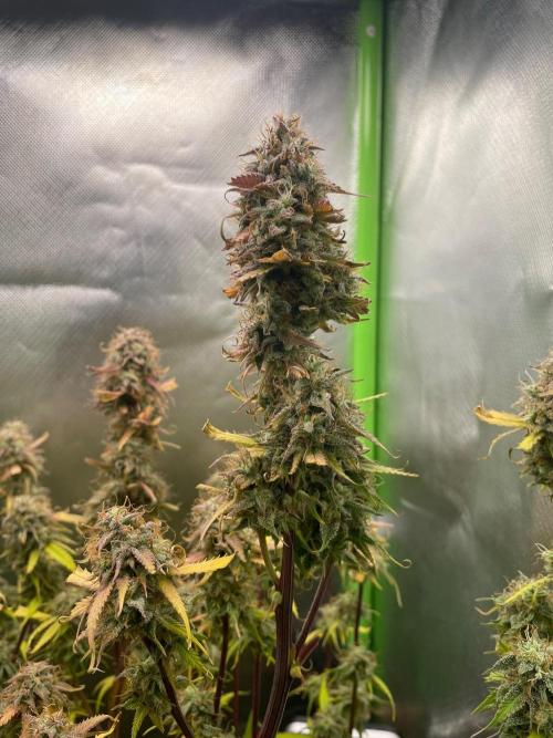 FBuds x Biobizz 2.0. Week 10