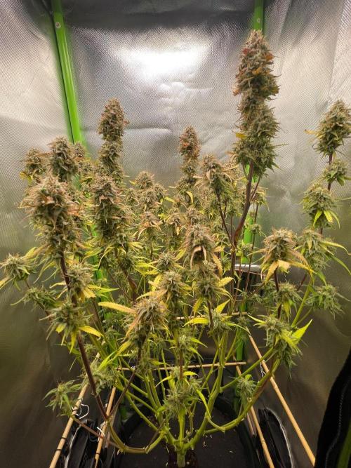 FBuds x Biobizz 2.0. Week 10