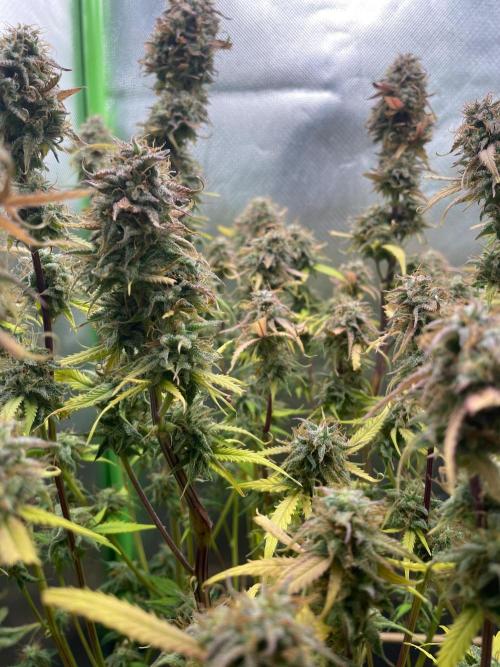 CBD Auto 1:1 (CBD Crack). Week 10