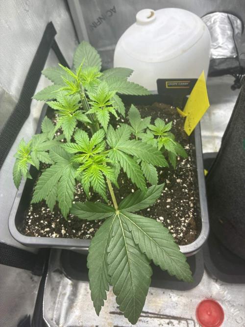 Grape Candy. Week 3