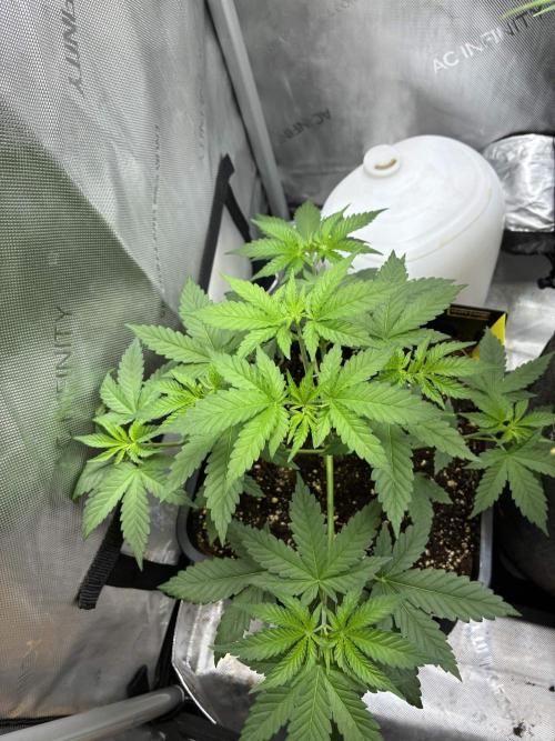 Grape Candy. Week 3