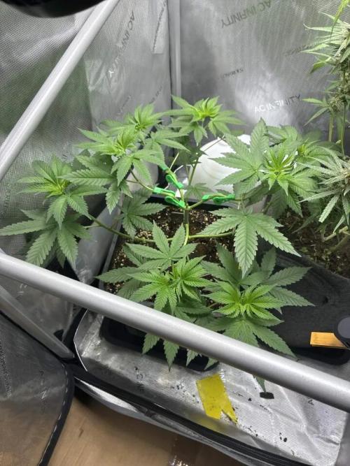 Grape Candy. Week 4