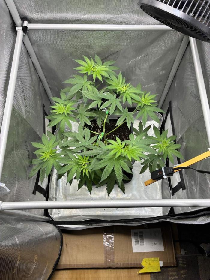 Grape Candy. Week 4