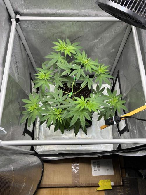 Grape Candy. Week 4