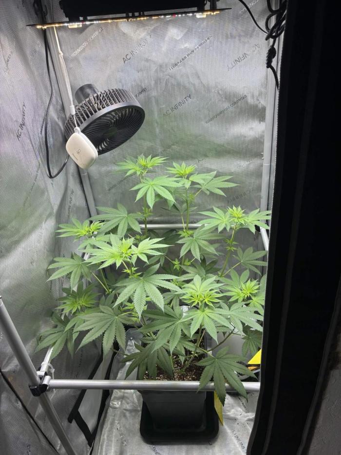 Grape Candy. Week 5