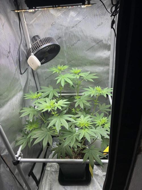 Grape Candy. Week 5