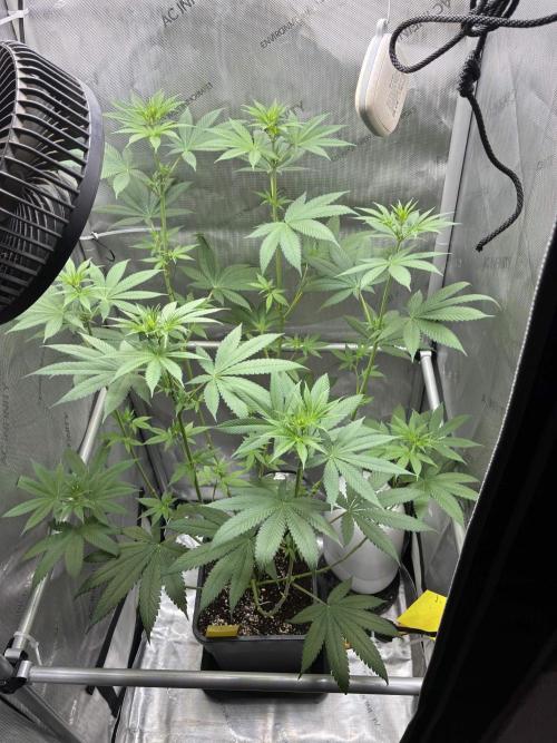 Grape Candy. Week 6