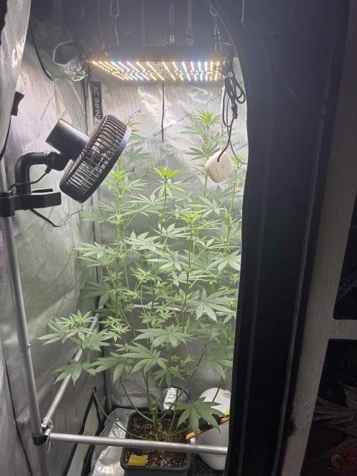 Grape Candy. Week 7