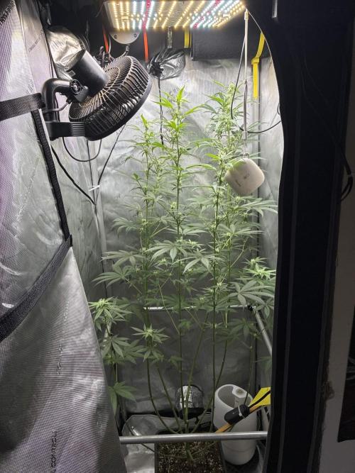 Grape Candy. Week 8