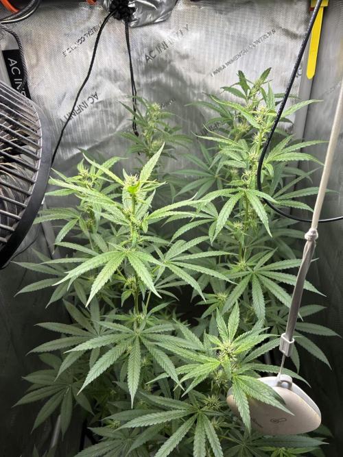 Grape Candy. Week 8