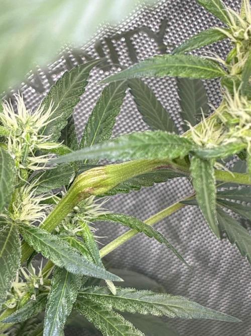 Grape Candy. Week 8