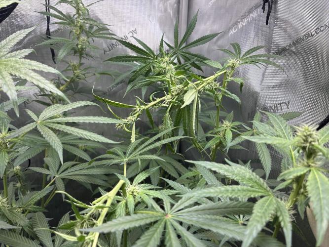 Grape Candy. Week 8