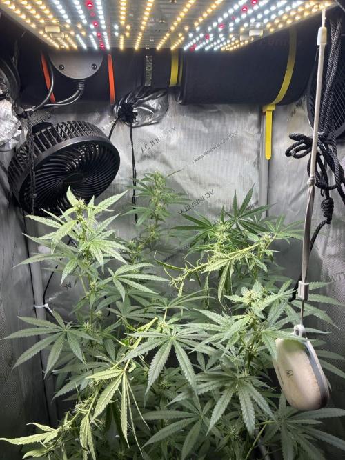 Grape Candy. Week 8