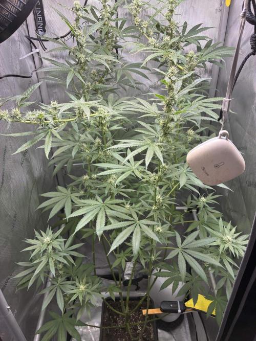 Grape Candy. Week 9