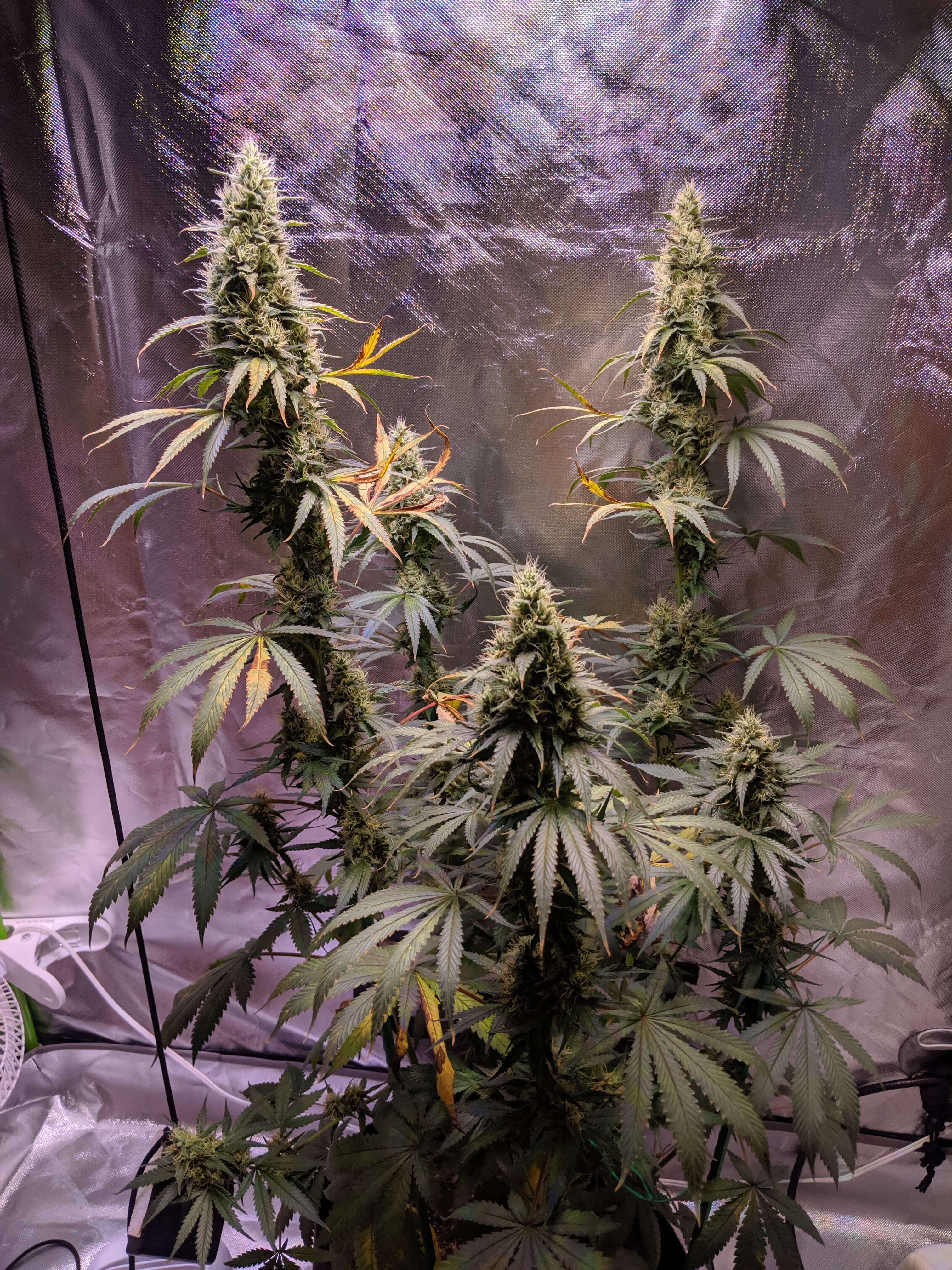 Sensi Seeds Super Skunk grow diary (journal) week10 by