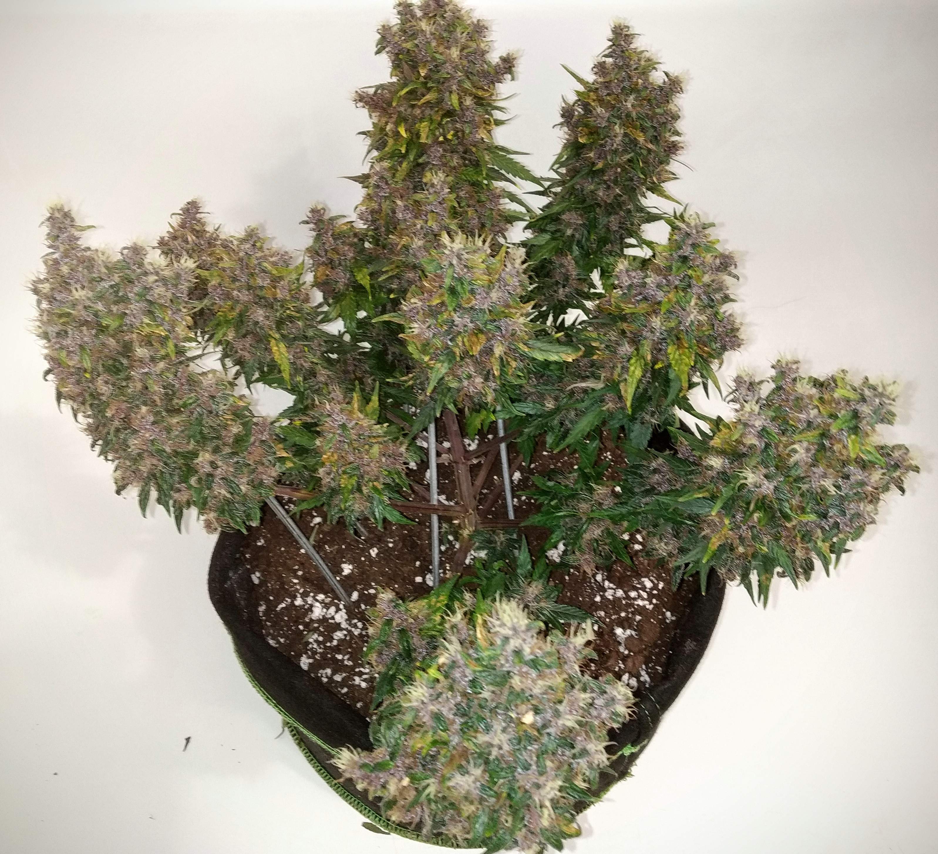 Sweet Seeds Black Cream Auto® grow diary (journal) week10 by Cheeba_Inu
