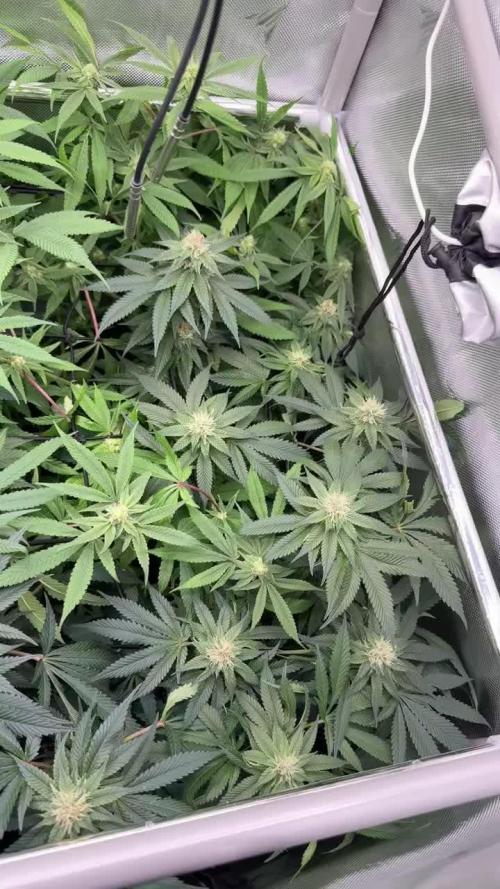 Gas, Skunk, Grapes and Kush