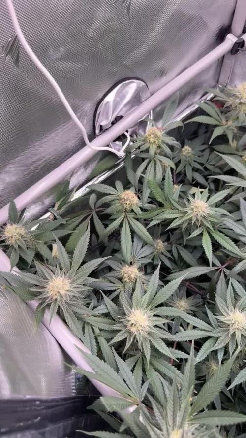 Gas, Skunk, Grapes and Kush