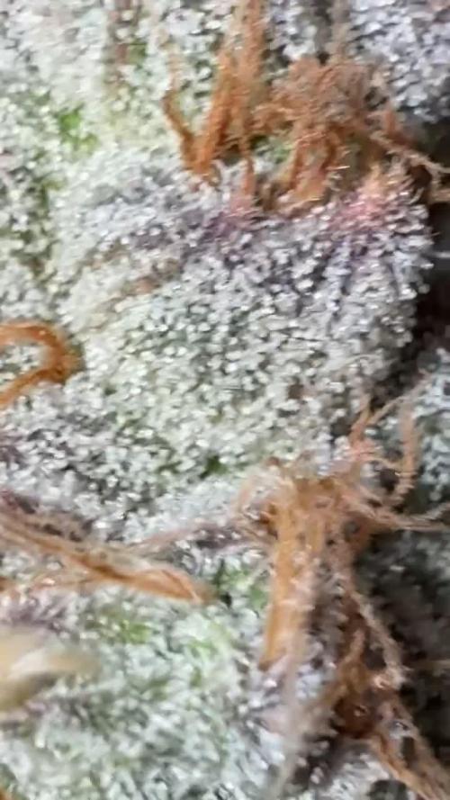 Gas, Skunk, Grapes and Kush