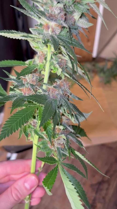 Gas, Skunk, Grapes and Kush