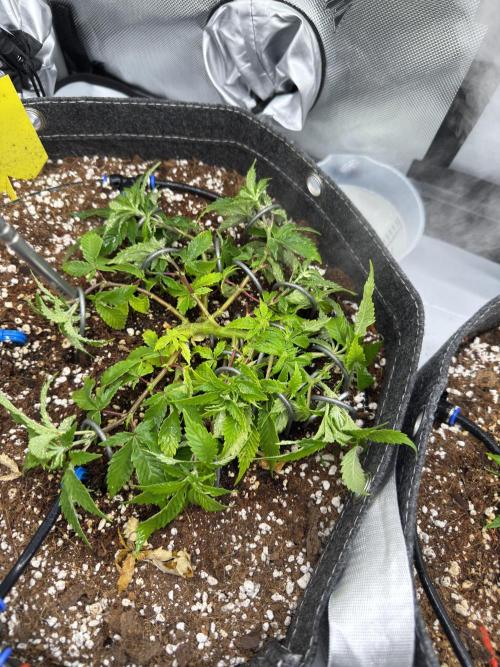 Next Adventure. Week 4 - Banana Punch 