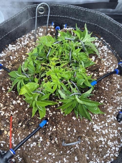 Next Adventure. Week 4 - Runtz Muffin