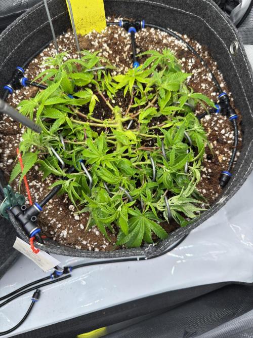 Next Adventure. Week 4 - Sour Strawberry 