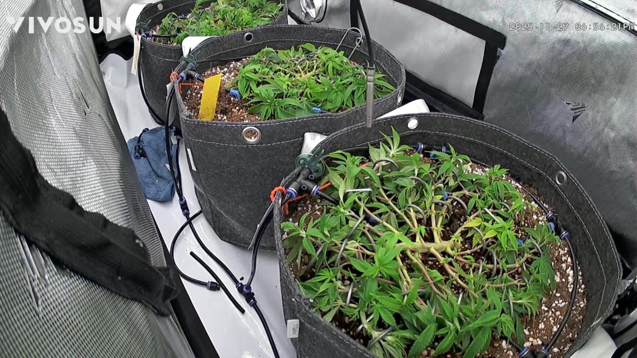 Next Adventure. Week 5 - 32th day veg