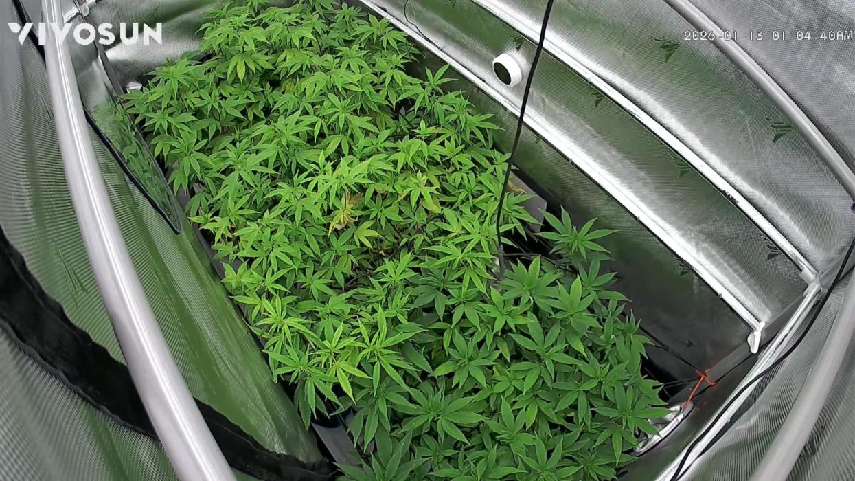 Next Adventure. Week 8