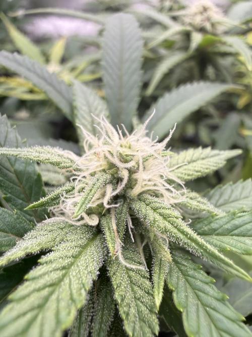 Next Adventure. Week 11 - Sour Strawberry 