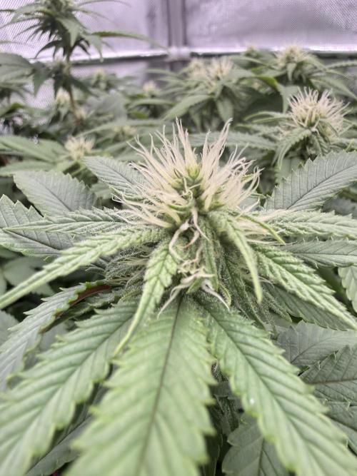 Next Adventure. Week 11 - Banana Punch