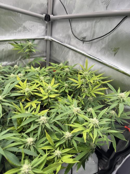 Next Adventure. Week 11 - Sour Strawberry 