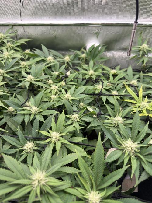 Next Adventure. Week 11 - Runtz Muffin 