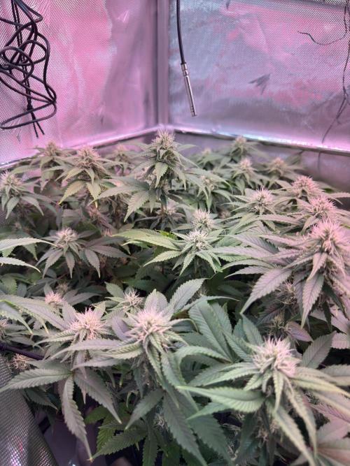 Next Adventure. Week 13