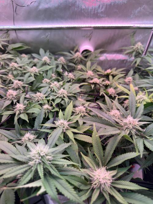 Next Adventure. Week 13