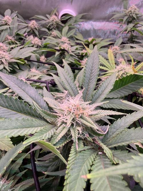 Next Adventure. Week 13