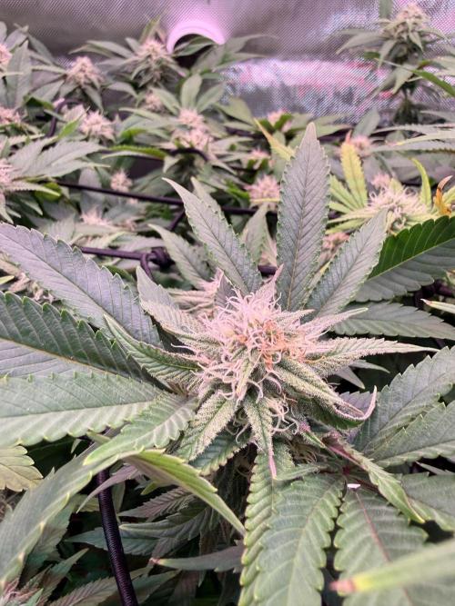 Next Adventure. Week 13