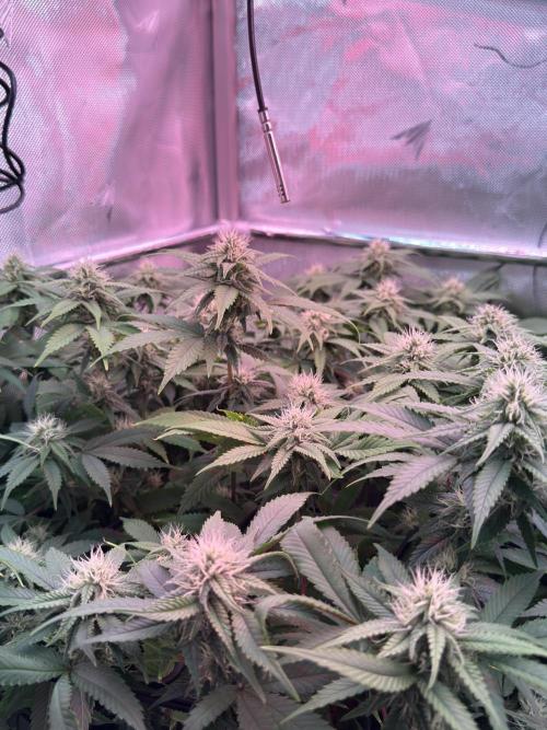 Next Adventure. Week 13