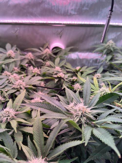 Next Adventure. Week 13