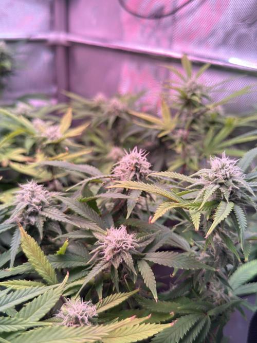 Next Adventure. Week 13