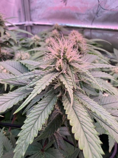 Next Adventure. Week 13 - Banana Punch 