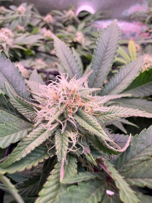 Next Adventure. Week 13 - Runtz Muffin