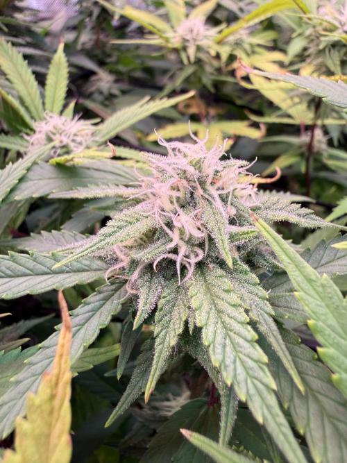 Next Adventure. Week 13 - Sour Strawberry 