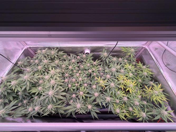 Next Adventure. Week 13