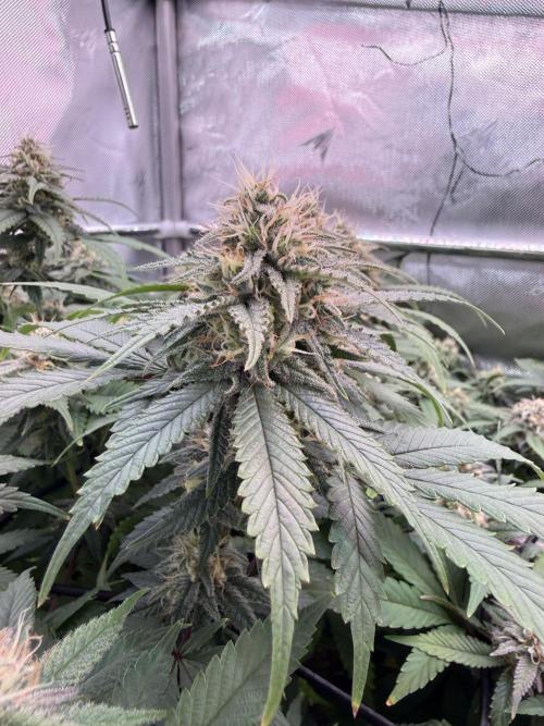 Next Adventure. Week 14 - Banana Punch