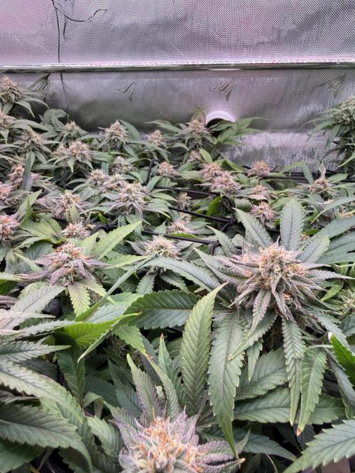 Next Adventure. Week 14 - Runtz Muffin 