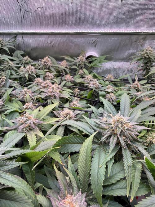 Next Adventure. Week 14