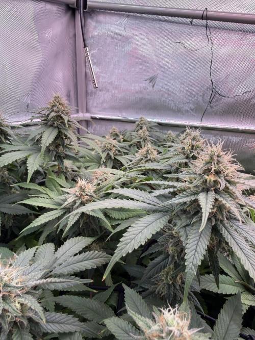 Next Adventure. Week 14