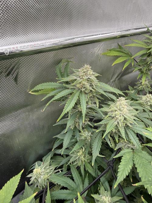 Next Adventure. Week 14